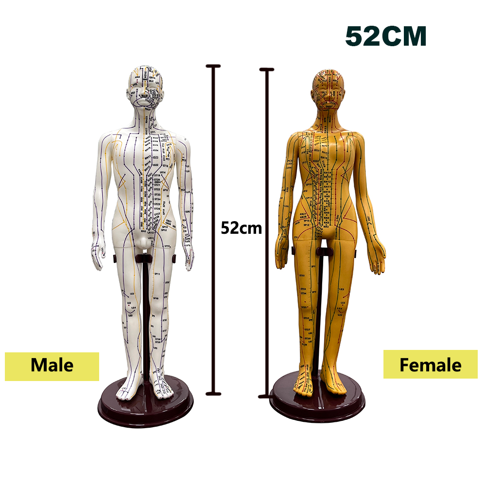 Men'S Accessories Rack - 52CM Adult Human Body Acupuncture Model