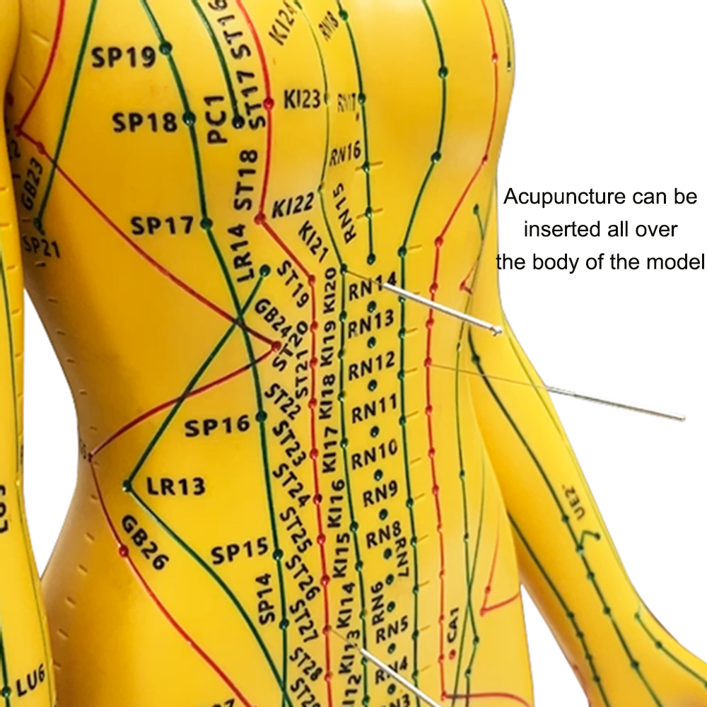 52CM Adult Human Body Acupunct - Men'S Accessories Rack ulasan dan harga